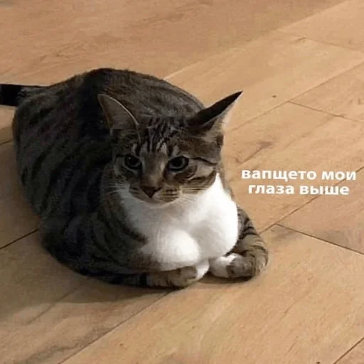 Sticker catsdontsleep - 1