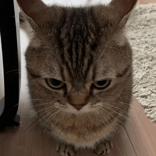 Sticker catsdontsleep - 1