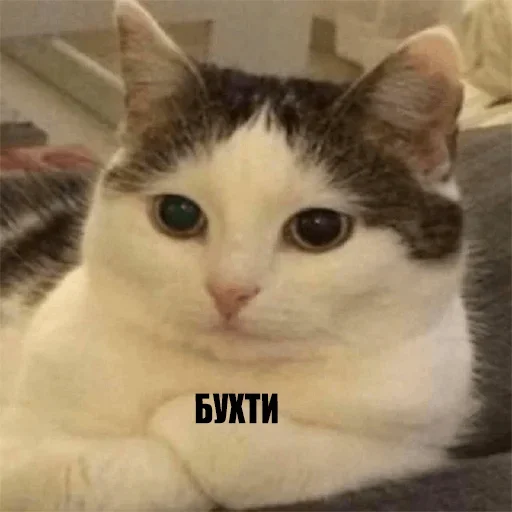 Sticker catsdontsleep - 1