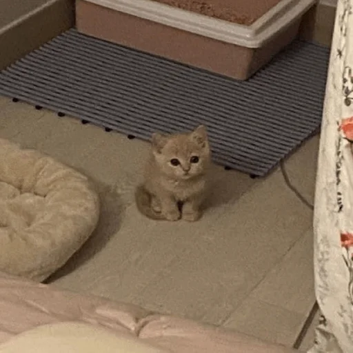 Sticker catsdontsleep - 1