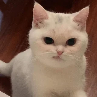 Sticker cats don't sleep - 8