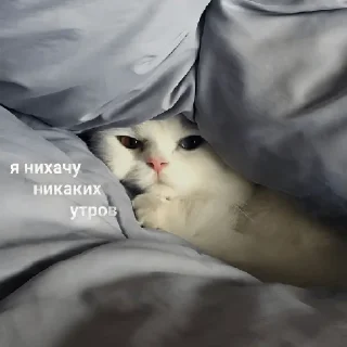 Sticker cats don't sleep - 9