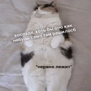 Sticker cats don't sleep - 7