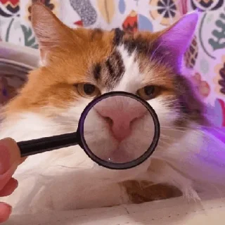 Sticker cats don't sleep - 5