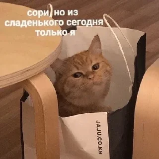 Sticker cats don't sleep - 2