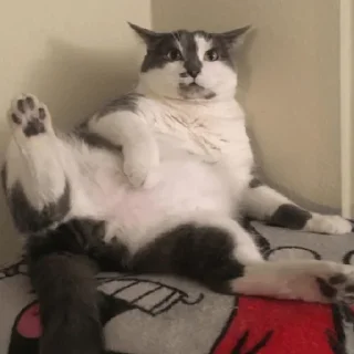 Sticker cats don't sleep - 6