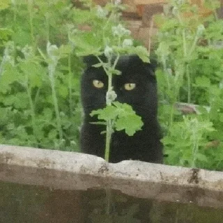 Sticker cats don't sleep - 3