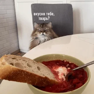 Sticker cats don't sleep - 0