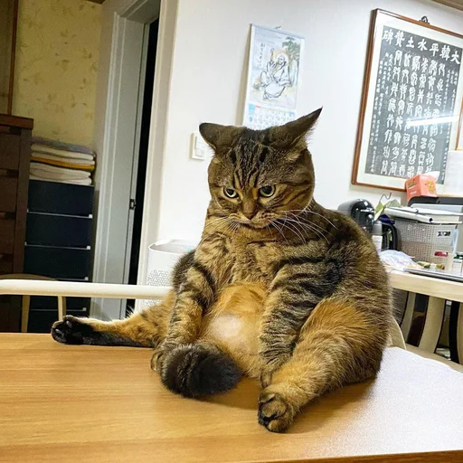 mammal indoor animal