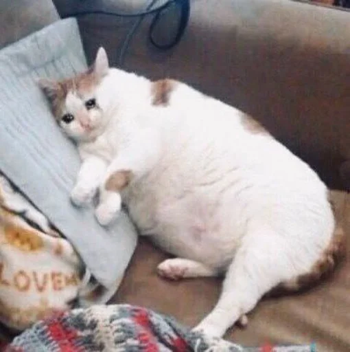 animal cat domestic cat