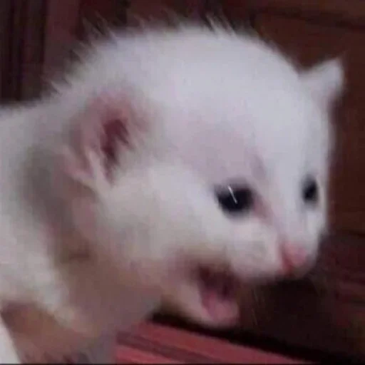 mammal animal small to medium-sized cats