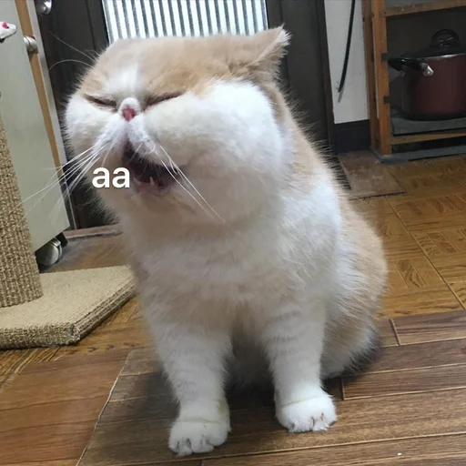 mammal animal indoor