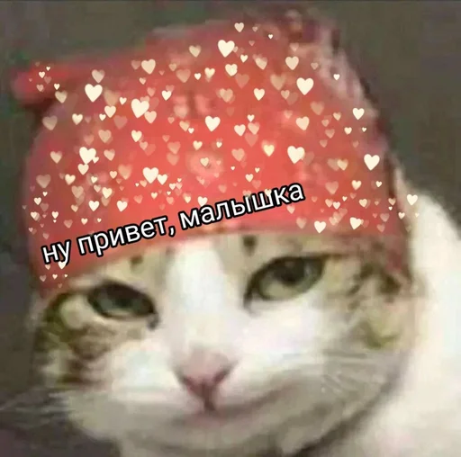 text small to medium-sized cats felidae