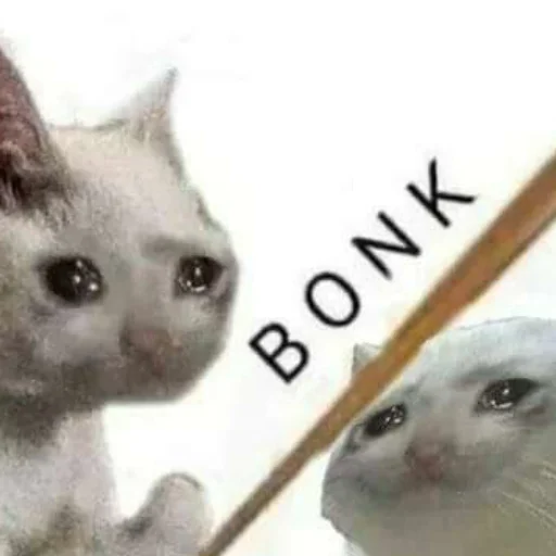 cat domestic cat small to medium-sized cats