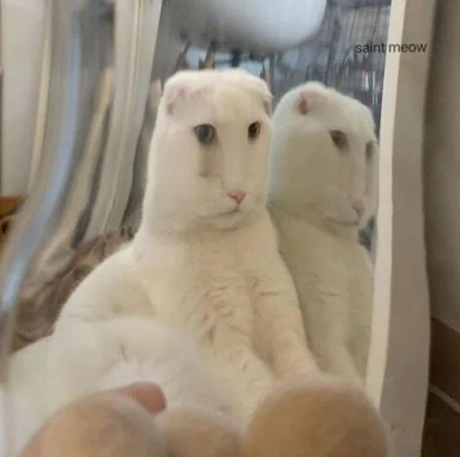 animal mammal indoor