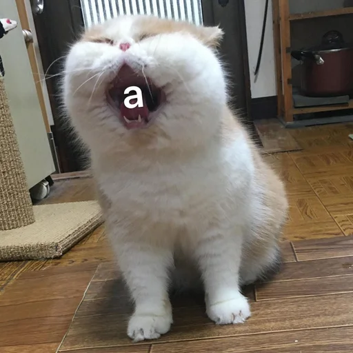 animal mammal indoor