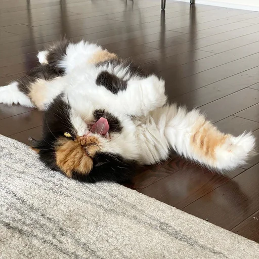 animal mammal felidae