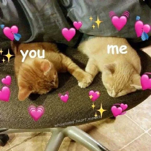 small to medium-sized cats felidae indoor