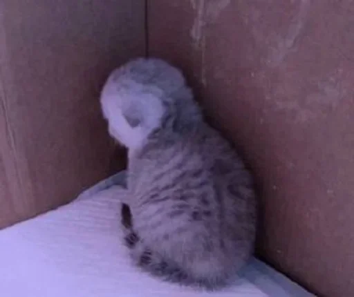 animal mammal felidae