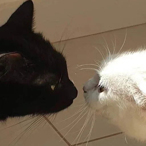 mammal animal small to medium-sized cats