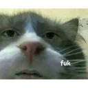 Sticker Not So Polite Cats - 8