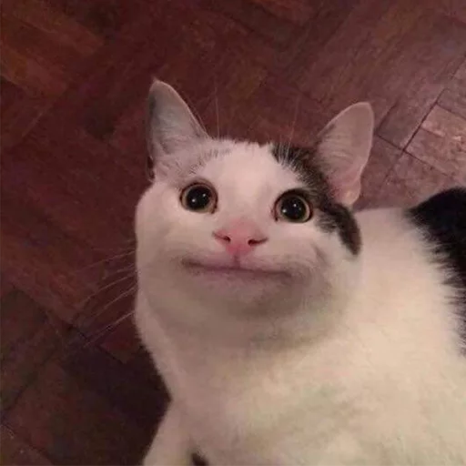 Not So Polite Cats - 