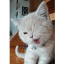 Sticker Not So Polite Cats - 6