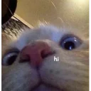 Sticker Not So Polite Cats - 0