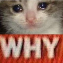 Sticker Not So Polite Cats - 2