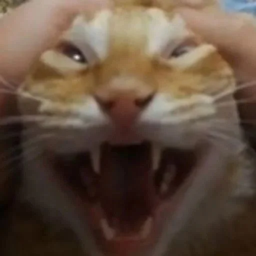 Sticker catsinlowresolution - 1