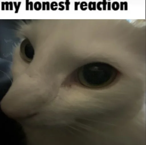 Стикер catsinlowresolution - 1