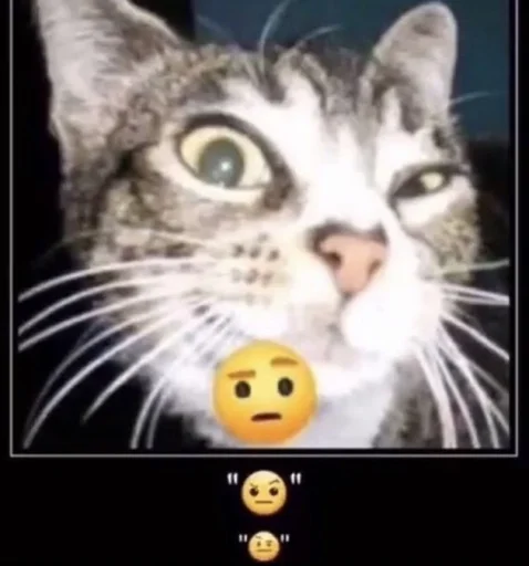 Sticker catsinlowresolution - 1