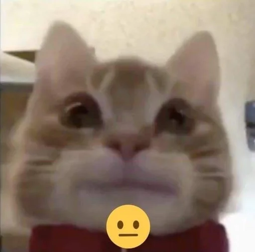 Стикер catsinlowresolution - 1