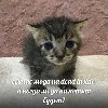коты из @regalovka - 