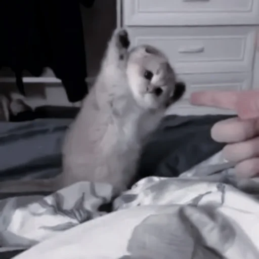 animal mammal indoor