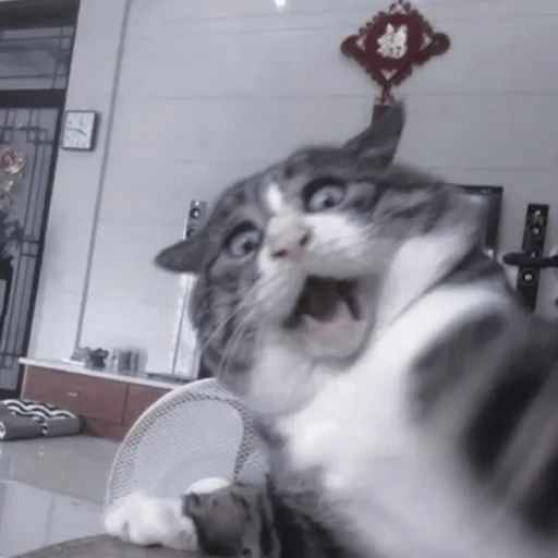 комнатный животное млекопитающее