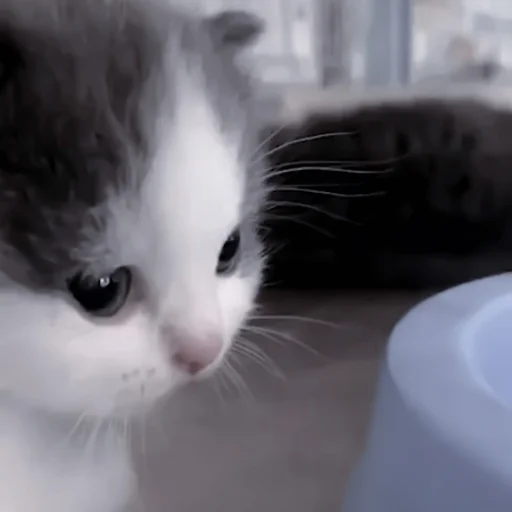 mammal small to medium-sized cats cat