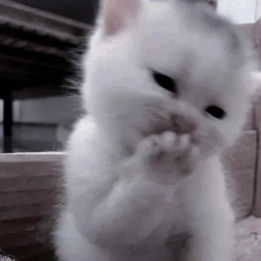 млекопитающее животное кошка