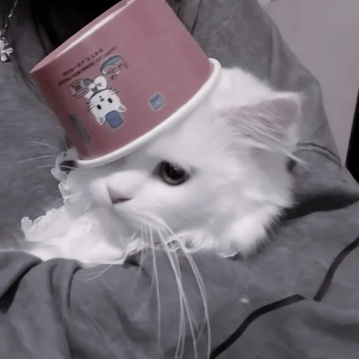 кошки малого и среднего размера кошачьи комнатный