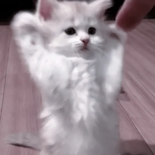 млекопитающее животное кошка