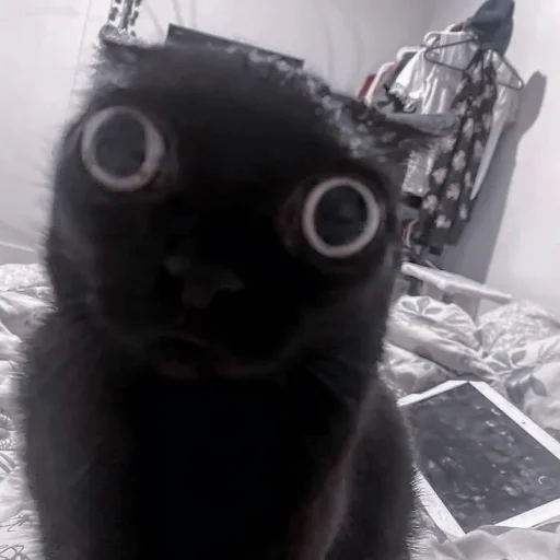 комнатный кошки малого и среднего размера кошачьи