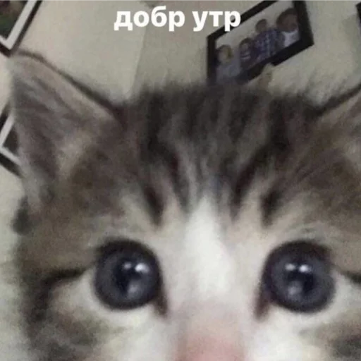 котики спасут мир @zxeeela - 