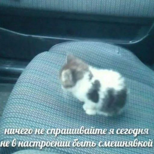 Sticker catslavekz - 1