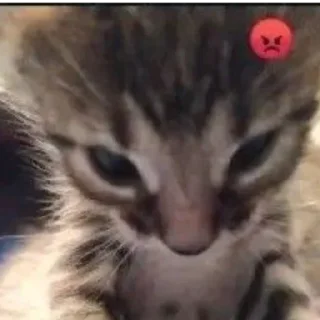 Sticker котики спасут мир @zxeeela - 7