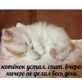 Sticker котики спасут мир @zxeeela - 5