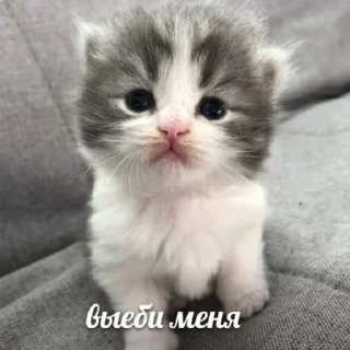 Sticker котики спасут мир @zxeeela - 8