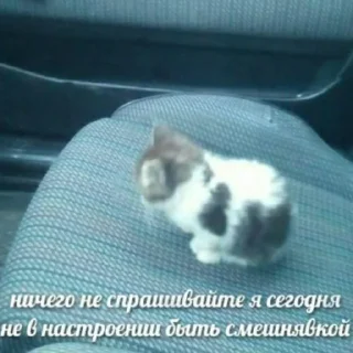 Sticker котики спасут мир @zxeeela - 3