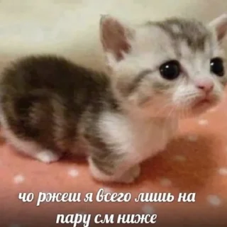 Sticker котики спасут мир @zxeeela - 0