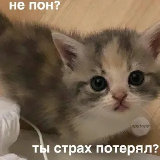 Sticker котики спасут мир @zxeeela - 1