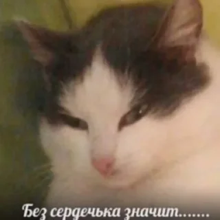 Sticker котики спасут мир @zxeeela - 10